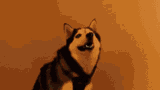 Sneeze