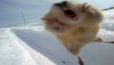 angrynorwegianlemming