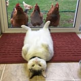 pussy exposed to cocks