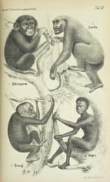 091217-40-Ernst-Haeckel