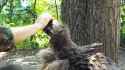 vulture petpet_thumb.jpg