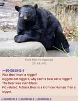 Bear Vs niggers