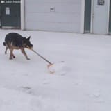 shovel dog