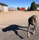 dogin