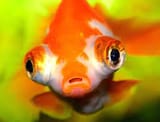 fischauge