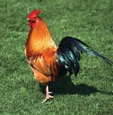 rooster-Rhode-Island-Red-roosters-chicken-domestication-2575271543
