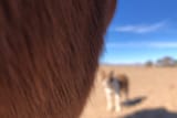 blurdog