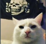 coolfeline