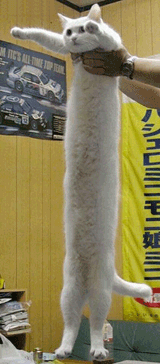 LongCatIzLong