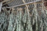 Cannabis-drying-jamaica-cover
