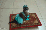 magic carpet