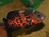 Red-Tiger-Oscar-500x385-1277592661