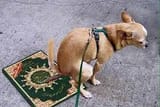 good doggo