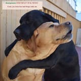 if-only-you-knew-how-bad-things-are-doggo