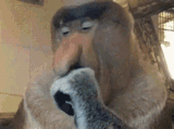 my fellow chimps