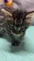 feisty-kitten_thumb.jpg