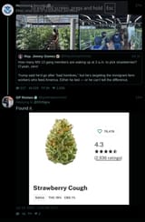 kids_picking_strawberry_cough