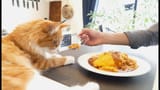 OMELETGLOBKOT