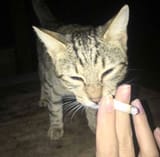 528807677