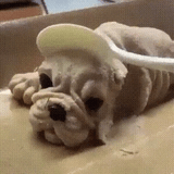 Who Wants Dog Cake