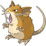 raticate