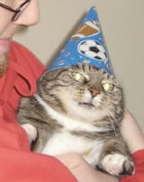 smol penor wizard cat