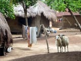 Domestic_Animals-DavidStanleyCCBYSA2.0