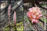 Sugarstick &amp; Gnome Plant