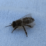 bee-twerking-1142594936