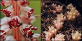 Sugarstick &amp; Gnome Plants