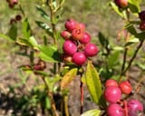 Pink Lemonade Blueberries
