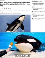 orcas