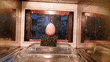 microwave-egg
