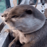 otter-shock