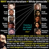 +white genocide