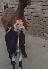 arkid