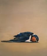 swallow