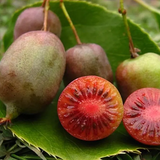 Ken&#039;s Red kiwiberry