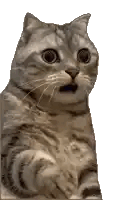 cat-huh