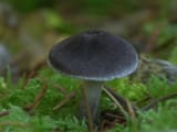 Radiotrophic fungi