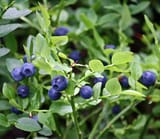 1280px-Vaccinium_myrtillus_Mustikka_IMG_1100_C-_cropped