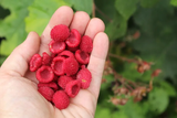 thimbleberries