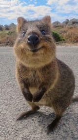 quokka