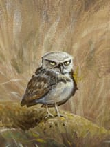 Birbisunimpressed