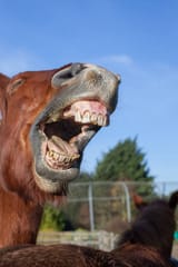 istockphoto-918525024-612x612