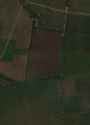 northofpopivyartreeline_thumb.jpg