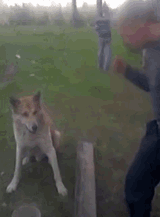 dog handshake