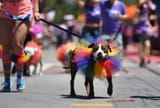 faggot mutt