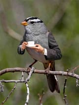 berd