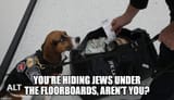 dog